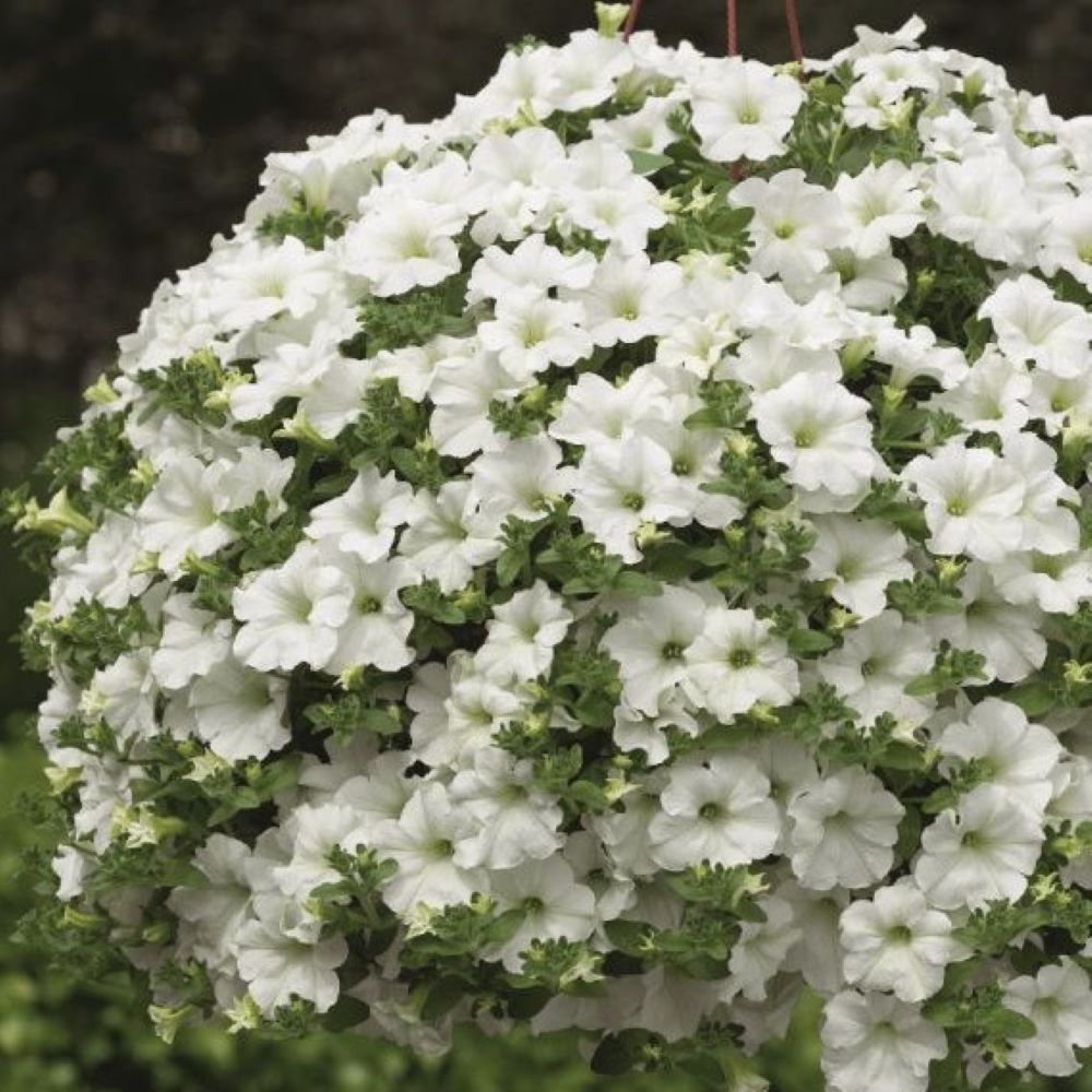 Сурфиния Импульс Вайт